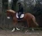 Big Boy, 18hh Gelding 