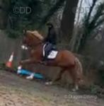 Big Boy, 18hh Gelding 