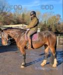 Big Bird, 17hh Mare