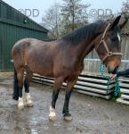 Big Bird, 17hh Mare