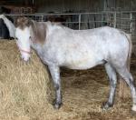 14.2hh Gelding 