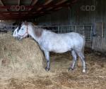 14.2hh Gelding 