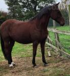 15.3hh registered Standardbred gelding, used as a Appleby taxi. 13 years old.