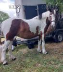 Rain Drop, 12.2hh Riding Mare