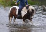 Rain Drop, 12.2hh Riding Mare