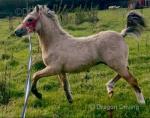 Crugybar Rockstar Rocky, Welsh Section A Colt Foal