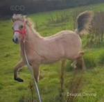 Crugybar Rockstar Rocky, Welsh Section A Colt Foal