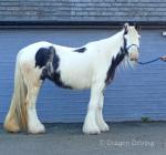 Daisy, 13.1hh Riding Mare