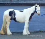 Daisy, 13.1hh Riding Mare