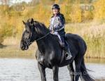 Kalisse, 17.2hh Percheron Mare in Foal