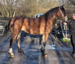 Maisey, Welsh Section D Filly 