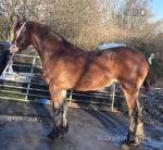 Maisey, Welsh Section D Filly 