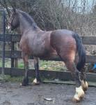 15hh Welsh Section D Mare