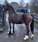 15hh Welsh Section D Mare