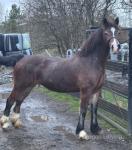 15hh Welsh Section D Mare