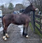 15hh Welsh Section D Mare
