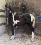 Friesian x Filly Foal