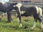 Friesian x Filly Foal