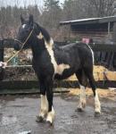 Friesian x Filly Foal