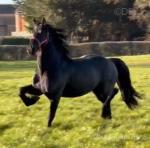 Friesian x Filly Foal