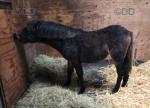 Welsh Section A Filly Foal