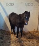 Welsh Section A Filly Foal