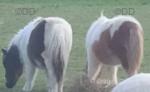 Harry & Willie, Shetland Colts 