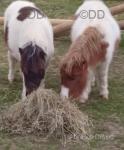 Harry & Willie, Shetland Colts 