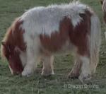 Harry & Willie, Shetland Colts 