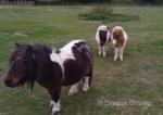 Harry & Willie, Shetland Colts 