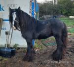 Stallion horse coming 6. Good stamp, throws good foals. Broke to drive in summer then turned away. 