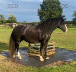 7 year old 13.2hh cob mare. Coco is a truly kind, genuine mare and an absolute pleasure to have around. She has been with me since a yearling and this is a very sad sale, so she will only go to the very best of homes. Coco hacks both alone and in company and is also broken to drive. 