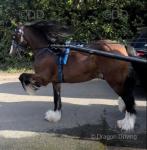 The chief stepping cob gelding 11 year old 14.2hh. Broken to ride & drive, good to catch, bath, box, clip shoe. Done more driving than riding so would need schooling on. 