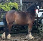 The Chief, 14.2hh Driving Gelding 