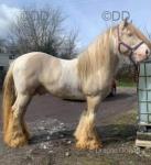 King Ozzy, a real flashy 14.3hh cob stallion, 12 year old. Doesn't need a big write up. Breeds the best of colours and stamps 100%. 