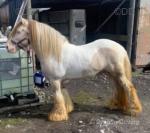 King Ozzy, 14.3hh Stallion