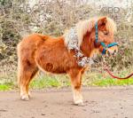 Introducing Bear 31 inches four year old, ride and drive Shetland gelding. Registered miniature Shetland. Bear is the most adorable boy, he's super kind and calm and very much a people person. Super affectionate and handled by children. 