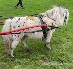 Spotted Shetland stallion, 7 years old. Ride and drive, full yoke. Ideal for Christmas.