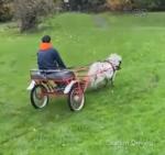 Ride and Drive Stallion