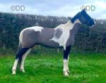 Young Butterfly, 15.2hh Driving Gelding