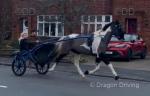 Young Butterfly, 15.2hh Driving Gelding