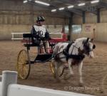 Rising 5 year old coloured 11hh gelding looking for a new home due to no fault of his own. 