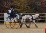 11hh Driving Gelding 