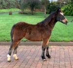 Rockyview Drummer Boy, Welsh A Colt