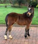 Rockyview Drummer Boy, Welsh A Colt