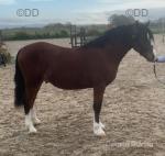 Hywi Mr Bojangeles, Welsh Section C Colt 