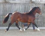 Welsh Section C Colt