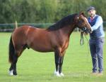 Welsh Section C Colt