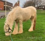Mickey, Yearling Colt