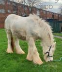 Mickey, Yearling Colt